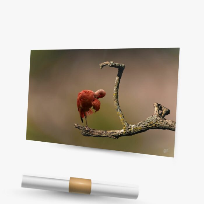 la branche à Jo ~ affiche (120 x 80 cm) – Image 2