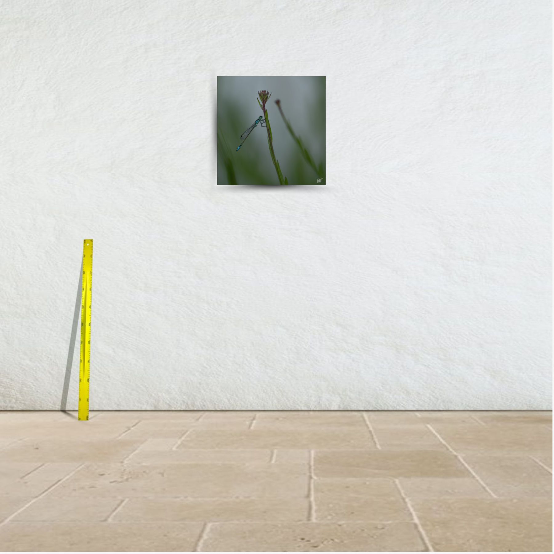 ave domnicella ~ affiche (60 x 60 cm) – Image 3