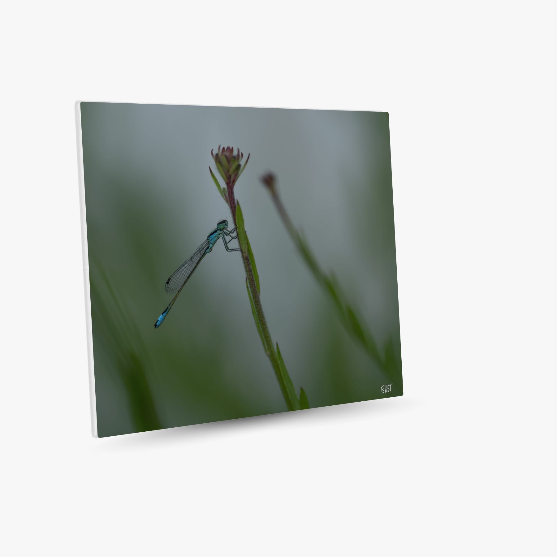 ave domnicella ~ toile (80 x 80 cm) – Image 2