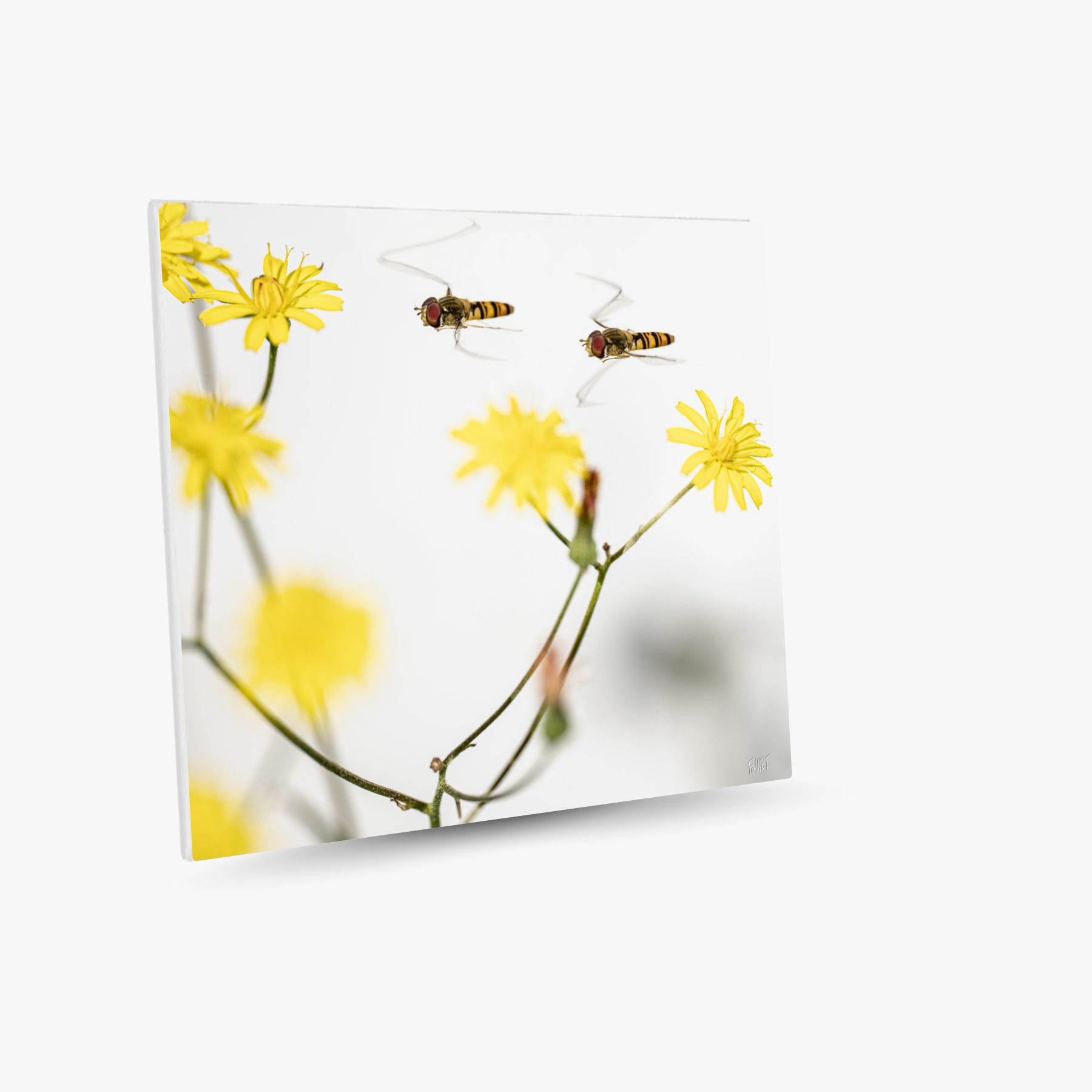 opération safran ~ toile (80 x 80 cm) – Image 2