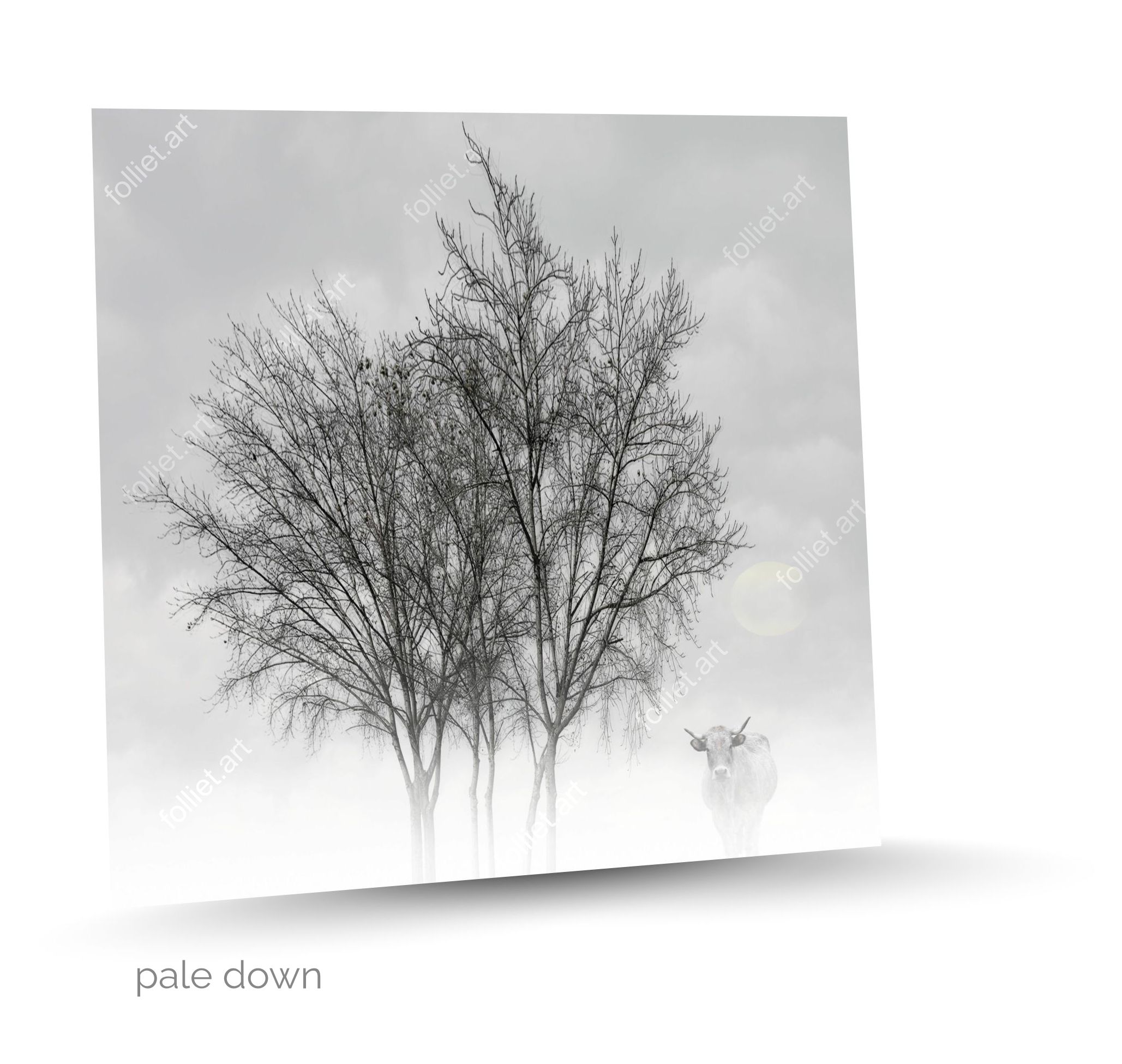 Bare Trees in Winter and Cow Grazing in the Mist - Fine Art Photography by Folliet