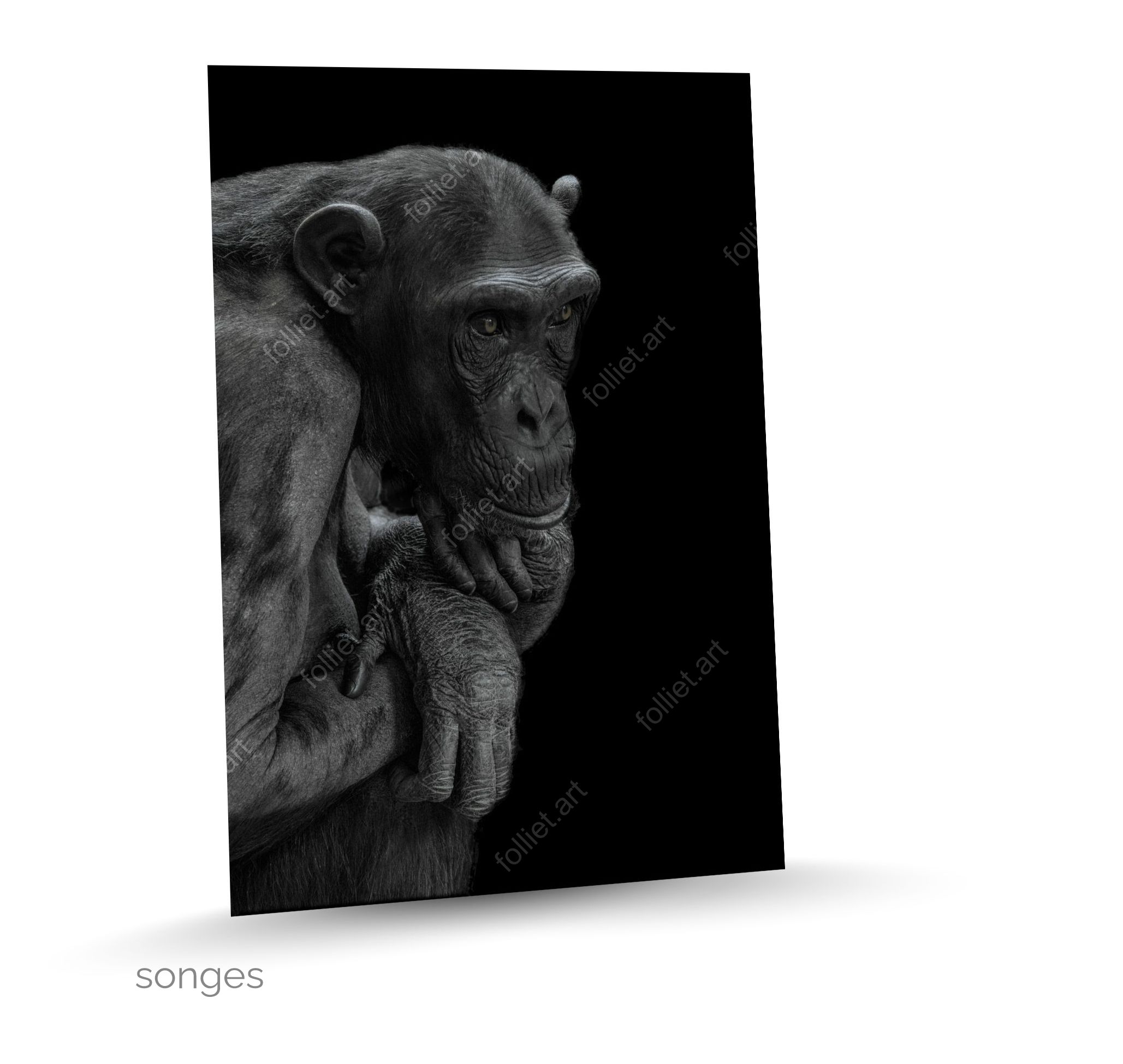 Artistic portrait of chimpanzee in meditation on black background - fine art photography by Folliet