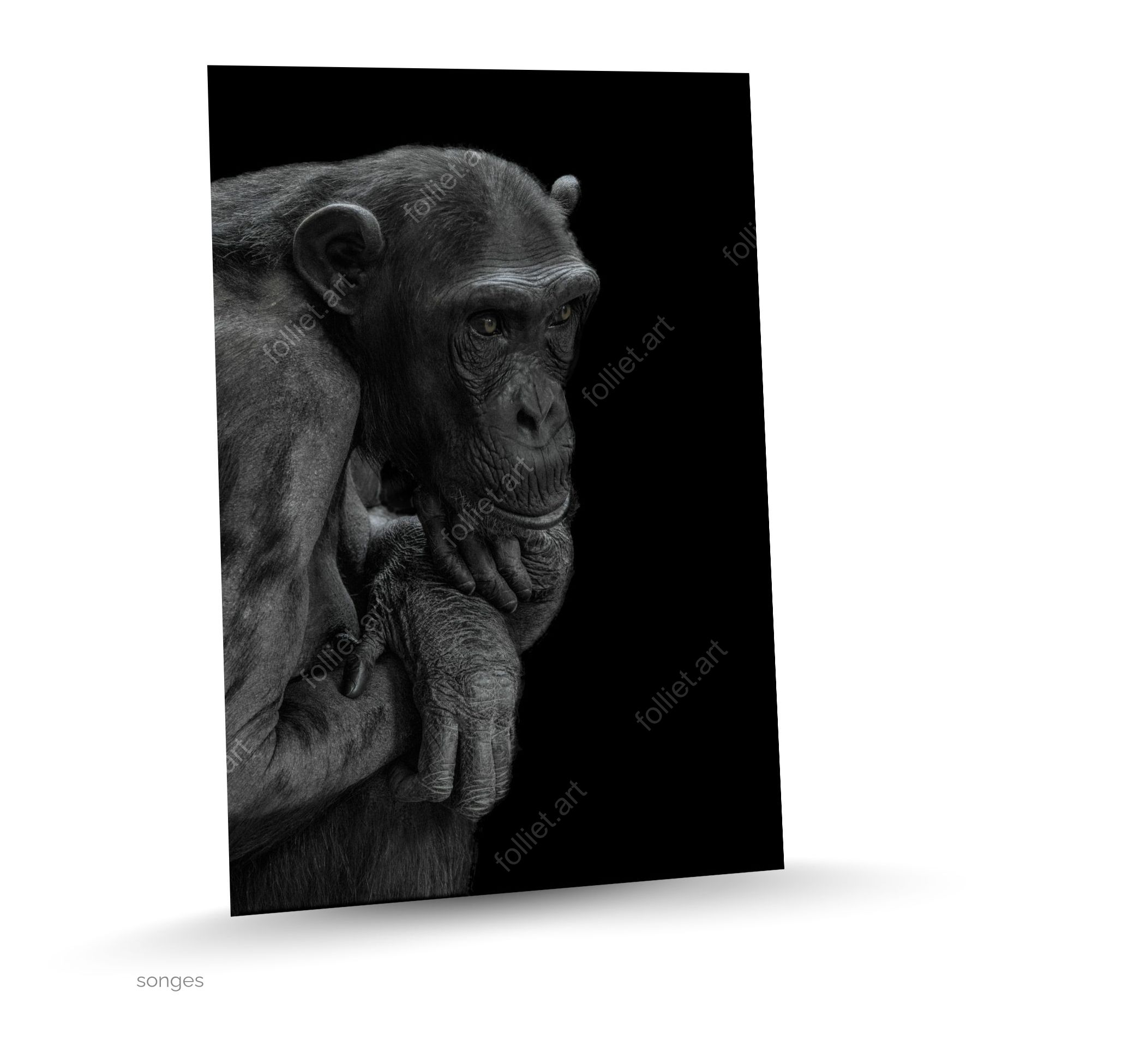 Portrait artistique de chimpanzé en pleine méditation sur fond noir - photographie d'art signée Folliet