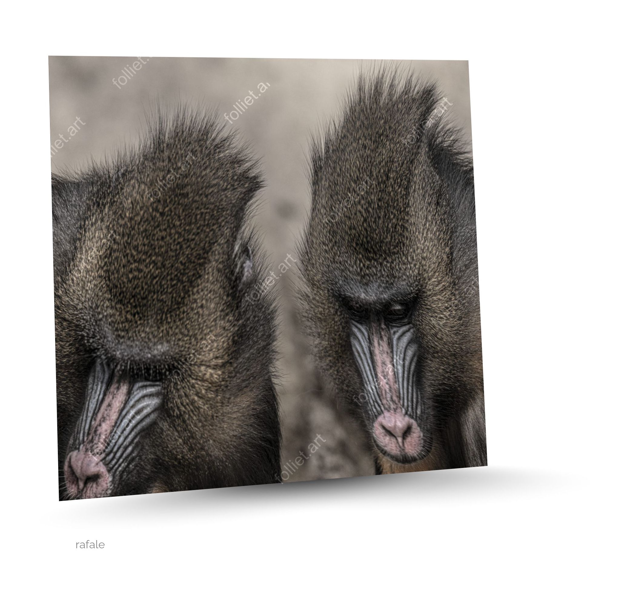 Portrait de deux singes Mandrill présentant des caractéristiques faciales uniques - photographie d'art signée Folliet