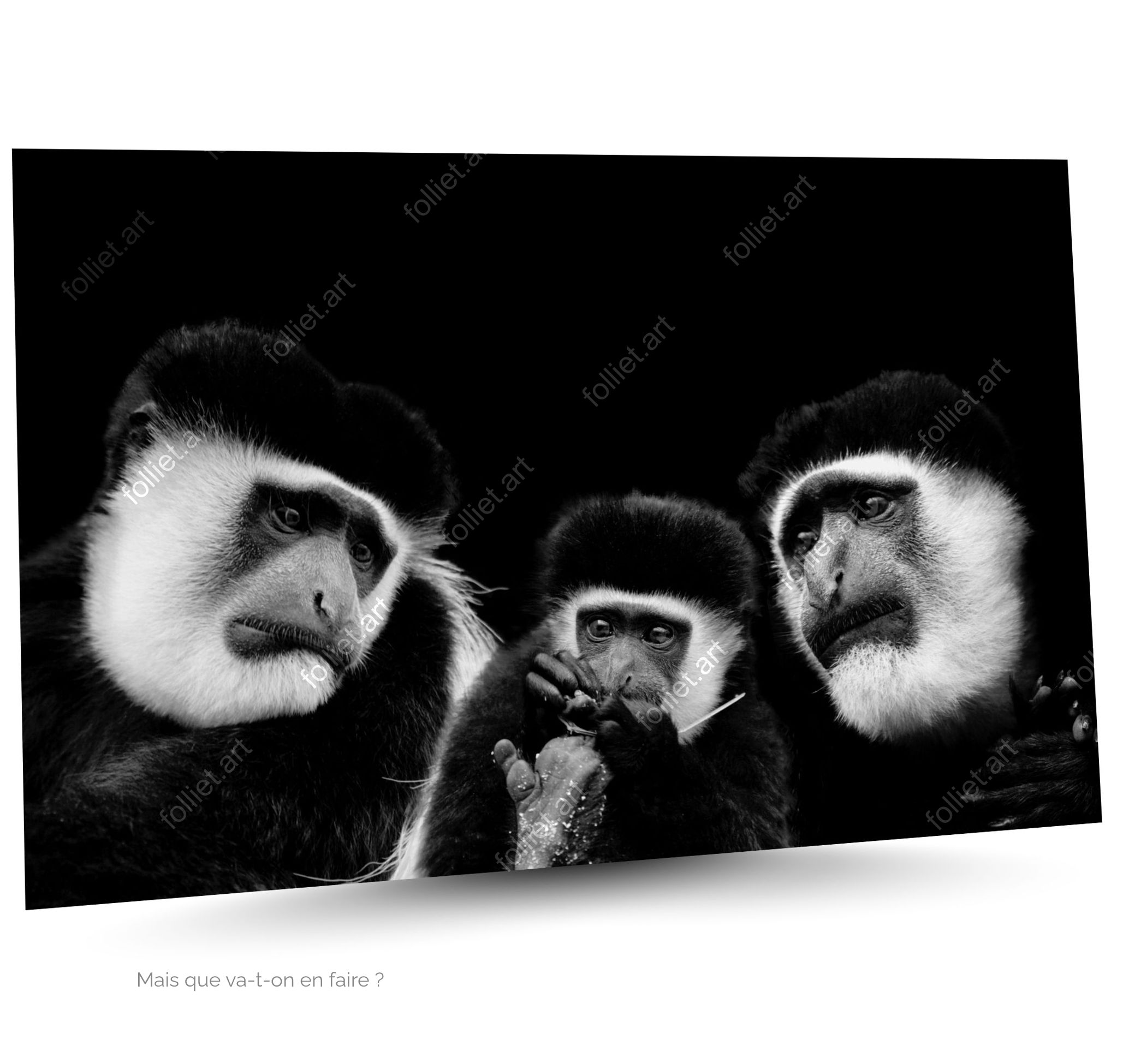 Portrait de famille noir et blanc de singes Colobus assis ensemble - photographie d'art signée Folliet