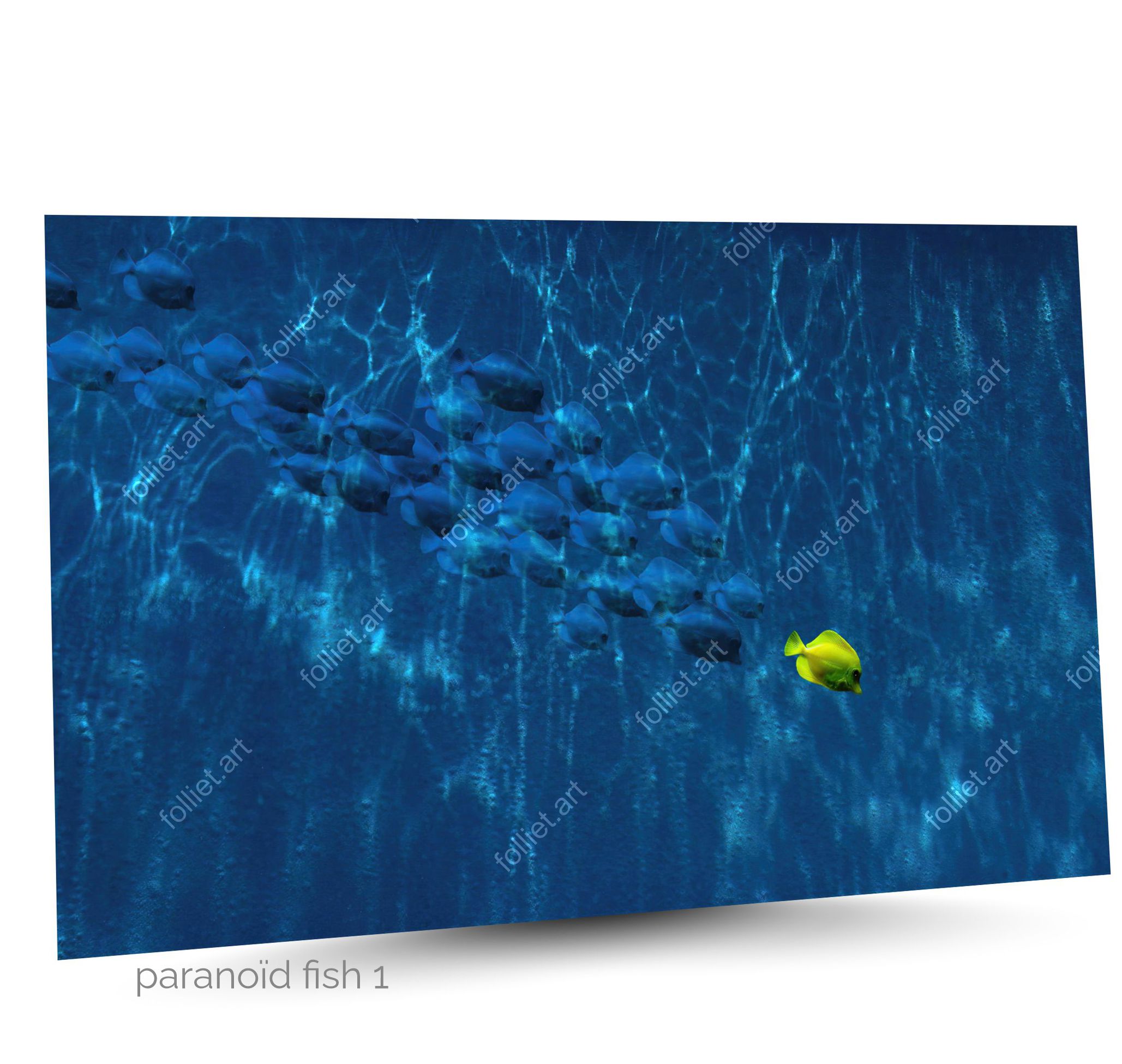 Solitary Yellow Surgeonfish Fleeing from a School of Blue Ghost Fish - Fine Art Photography Signed Folliet