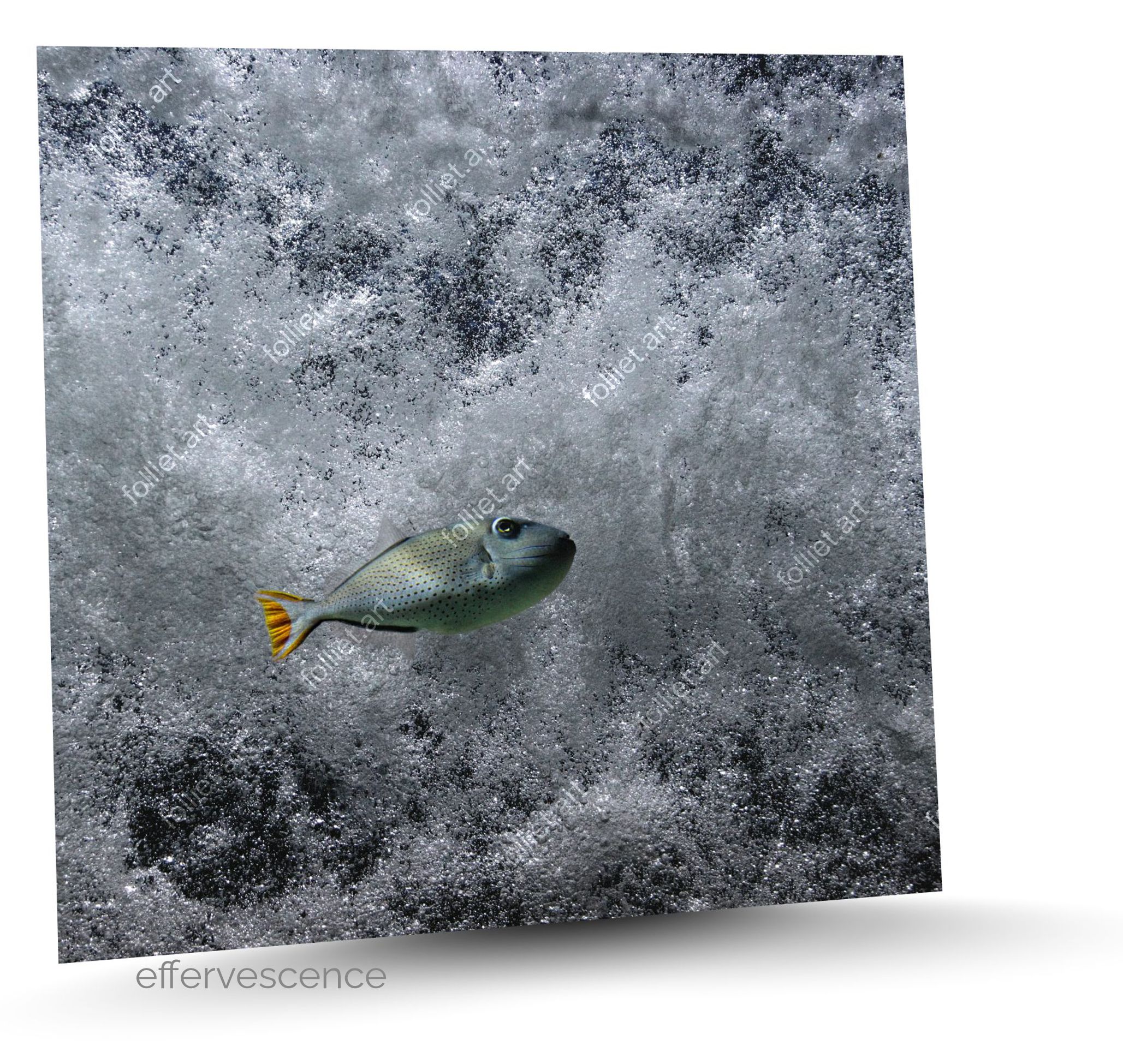 Ballista Fish Swimming on an Abstract Background of Choppy Water - Fine Art Photography by Folliet