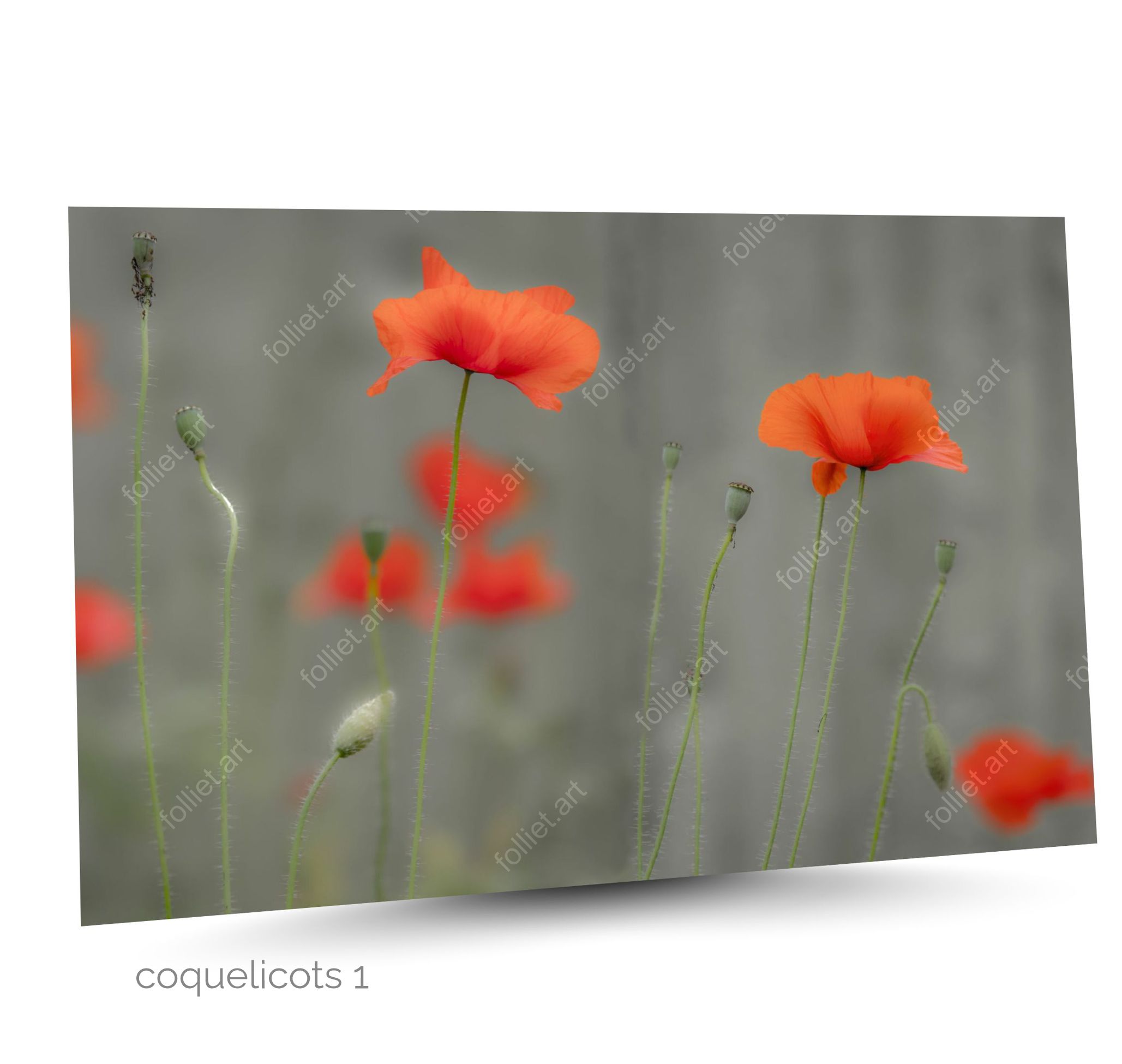 Bright red and orange poppies blooming on a faded light grey background - fine art photography by Folliet