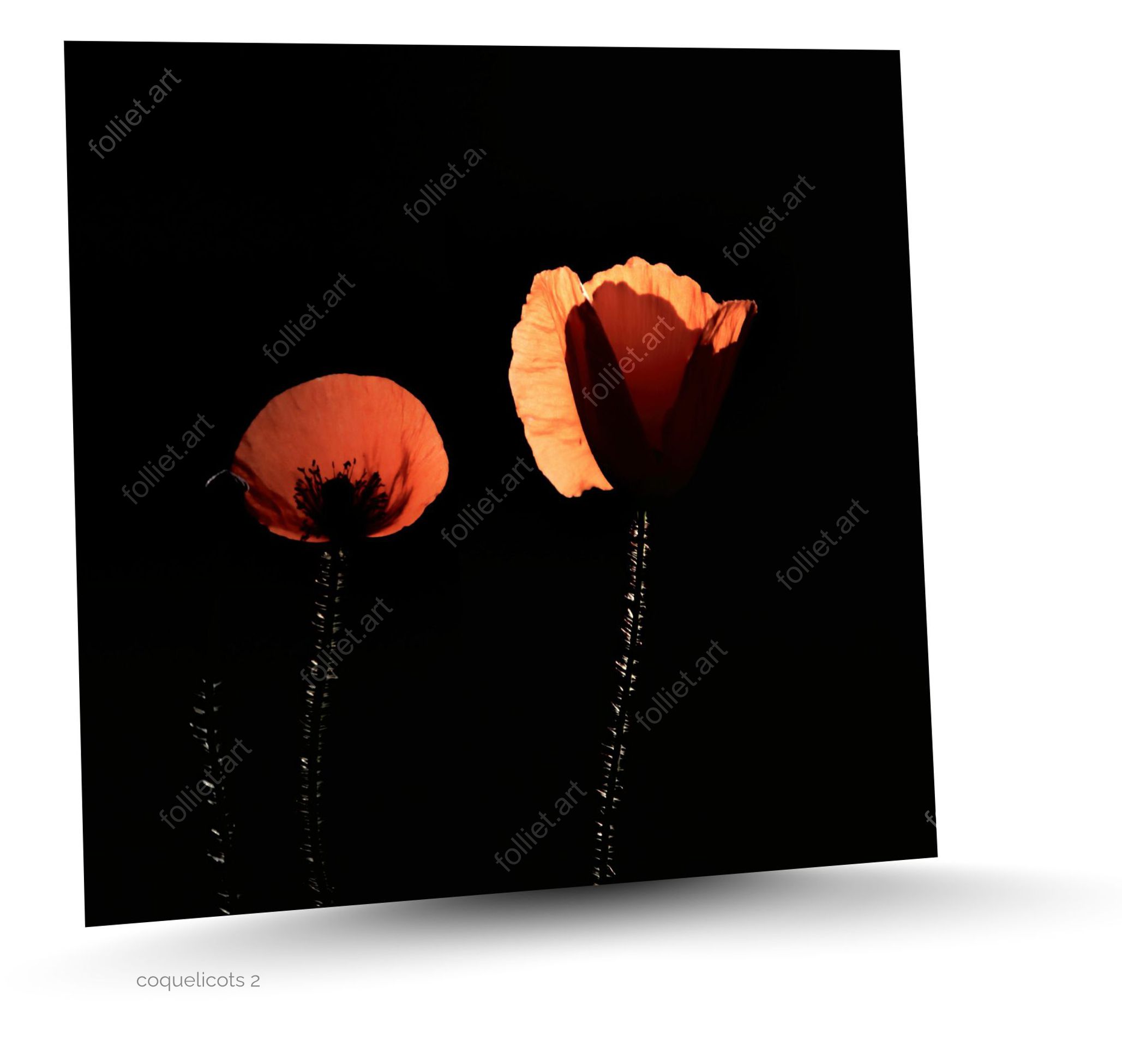 Coquelicots orange vif dans une lumière naturelle douce sur fond noir - photographie d'art signée Folliet