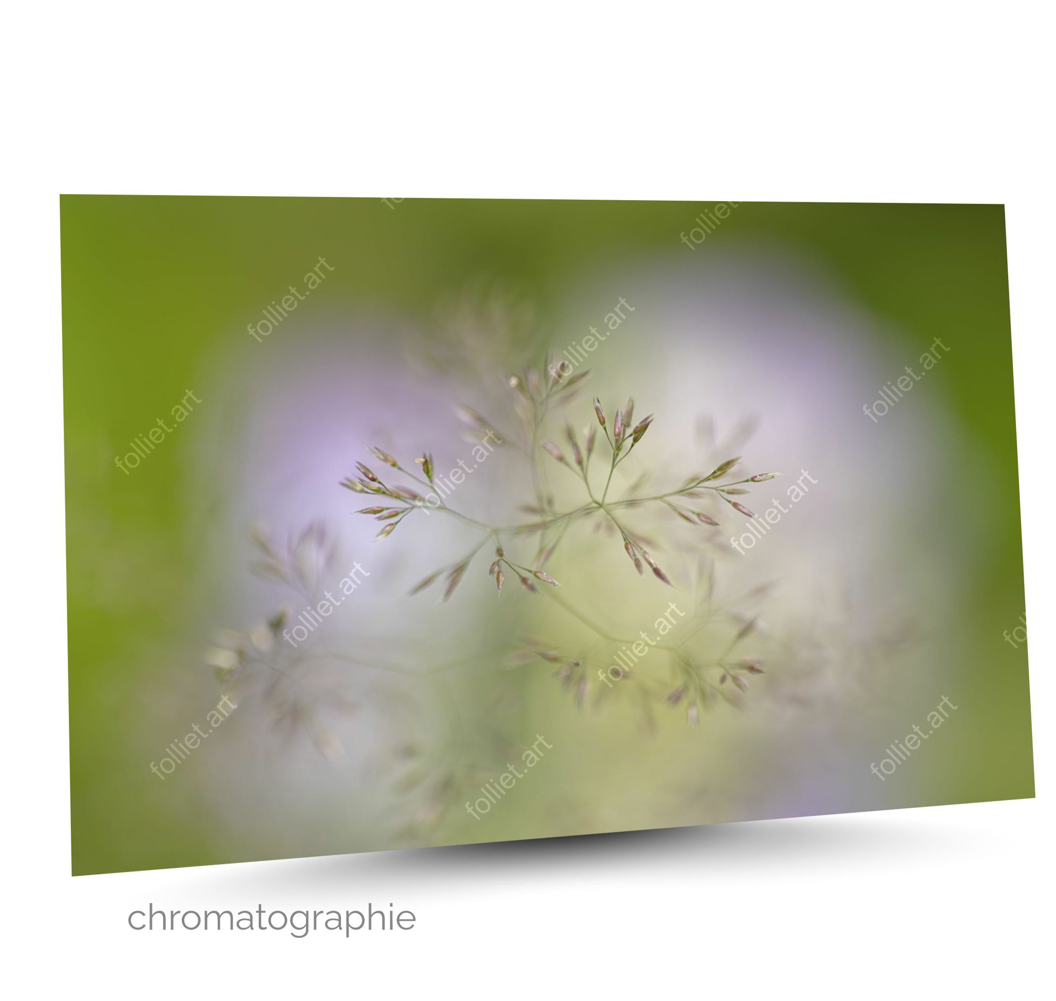 Delicate Wild Grass Flower on Soft Green and Purple - Fine Art Photography by Folliet