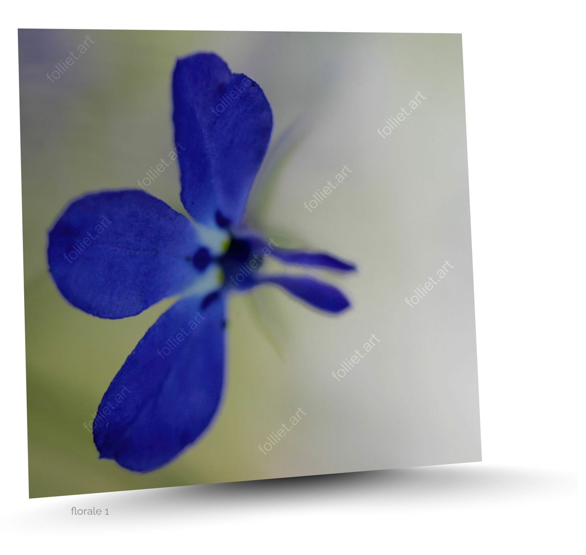 Macro photographie de pétales de fleurs bleues sur fond vert neutre - photographie d'art signée folliet