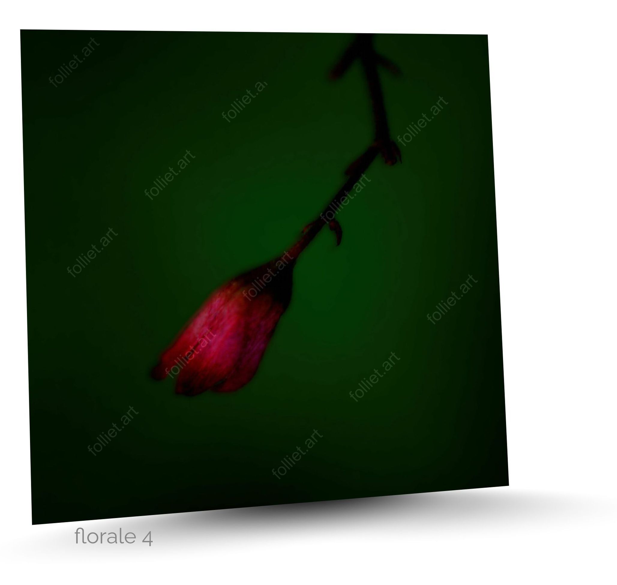 Macro Close-up of a Red Flower on a Dark Green Background - Fine Art Photography by Folliet