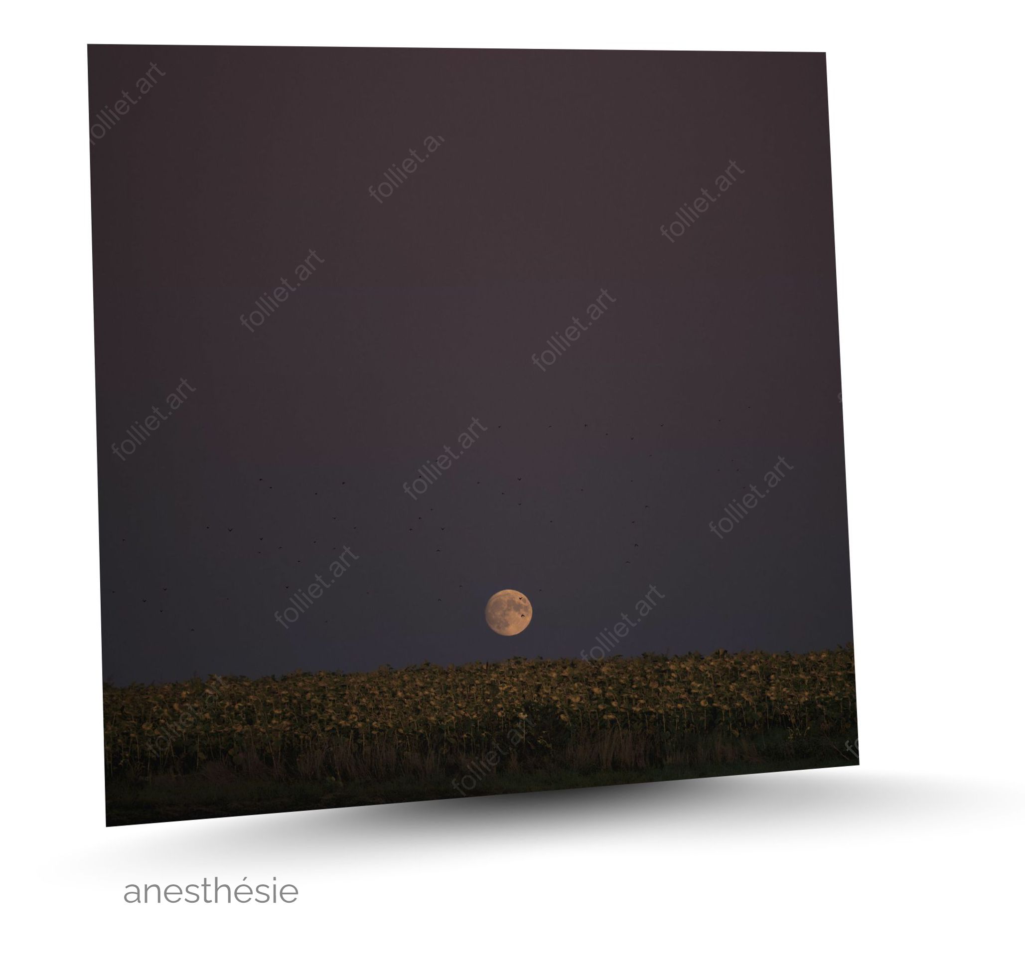 Full moon rising over a field of sunflowers at dusk - fine art photography by Folliet